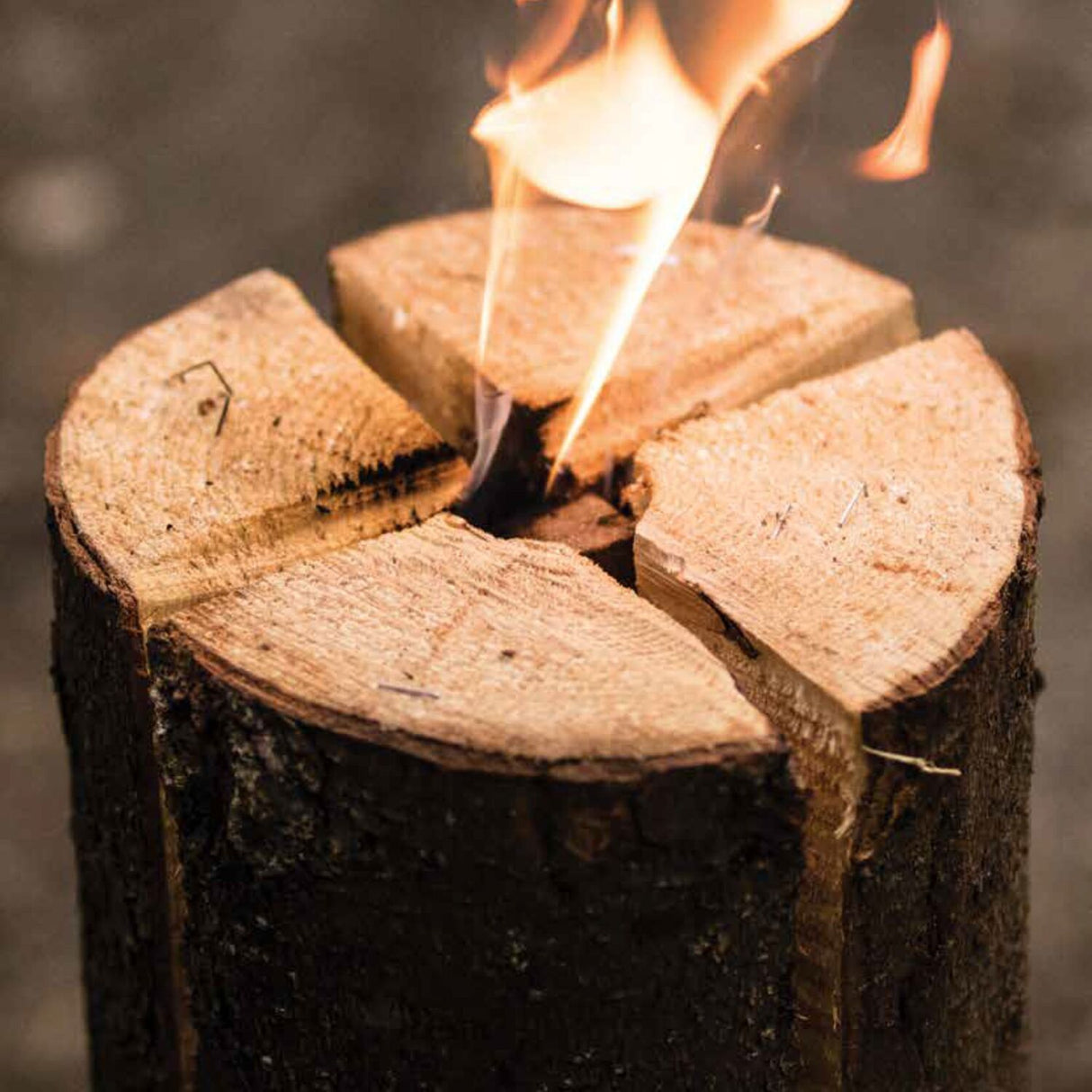 Svensk fackla / Swedish torch