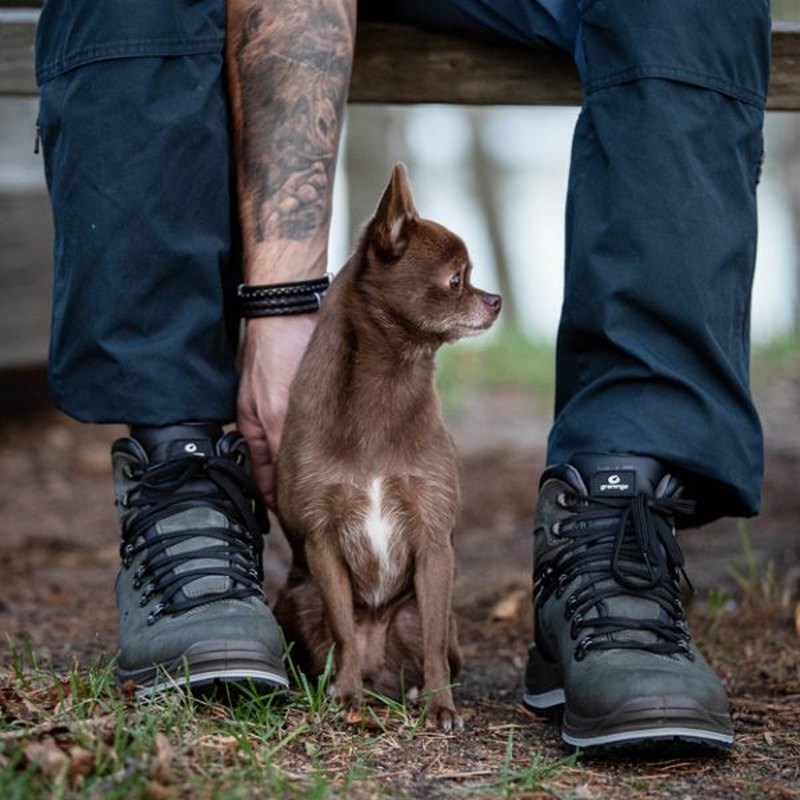 Vandringskängor på fötterna med hund vid bänk